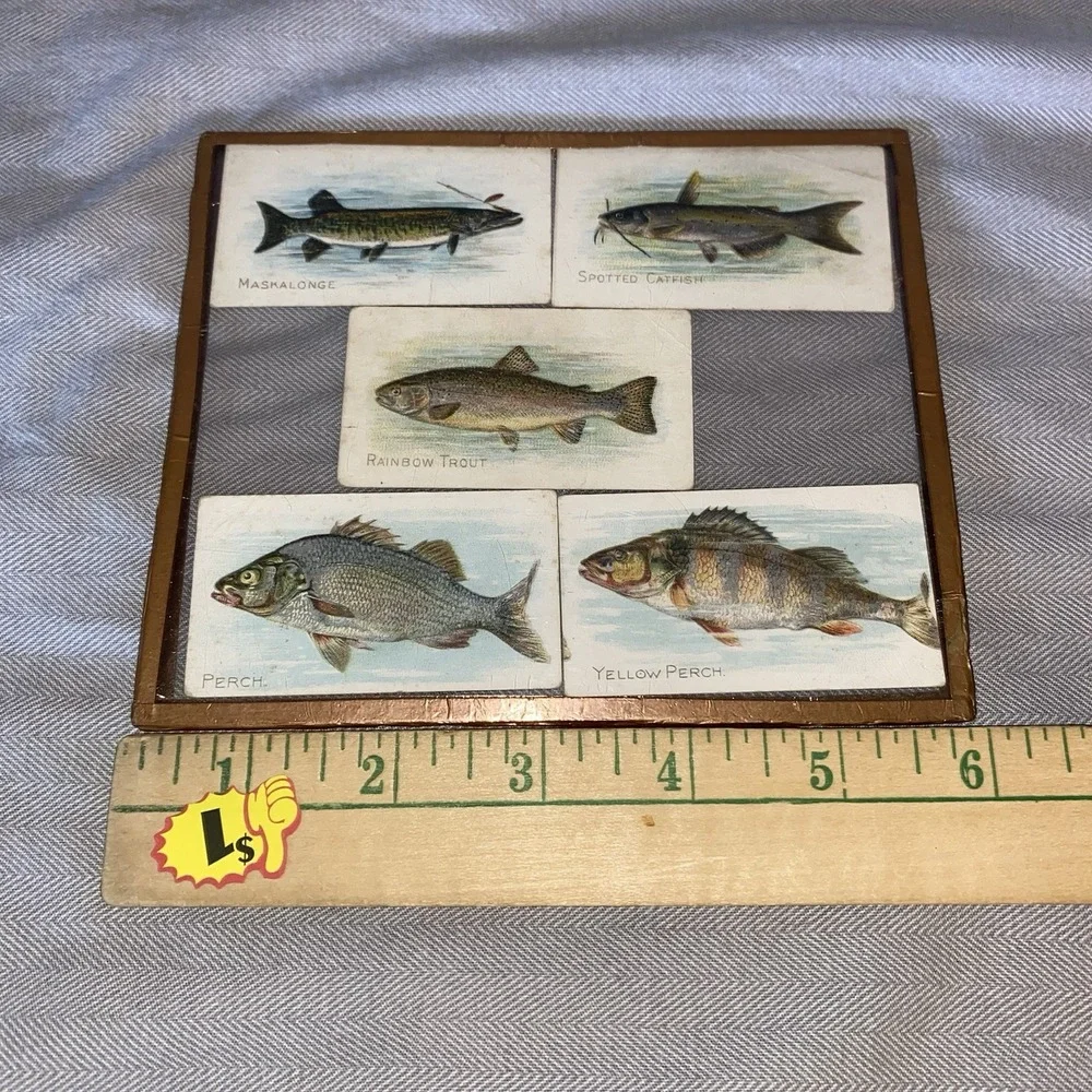 Piedmont Fish Series Maskalonge Spotted Catfish Rainbow Trout Perch Yellow Perch